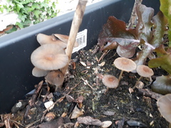 Fungi