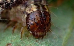 Hydriomena impluviata