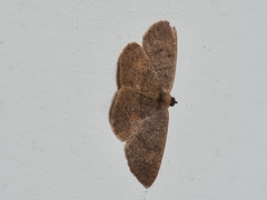 Lepidoptera