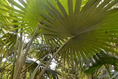 Pritchardia minor