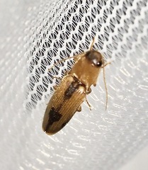 Conoderus vespertinus