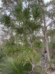 Persoonia longifolia