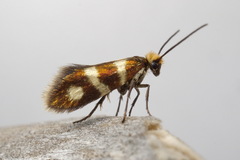 Micropterix aureatella
