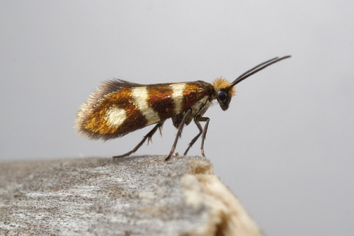 Yellow-barred Gold