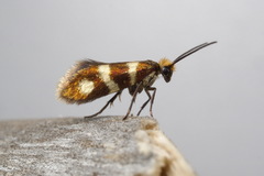 Micropterix aureatella