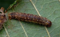 Hydriomena impluviata