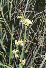 Choretrum glomeratum