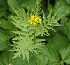 Descurainia tanacetifolia