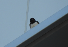 Hirundo rustica