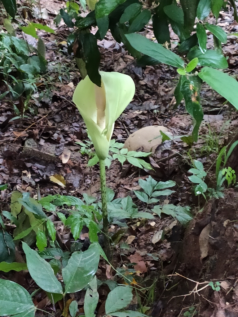 Amorphophallus krausei