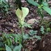 Amorphophallus krausei - Photo (c) Cédric DEL RIO, some rights reserved (CC BY-NC), uploaded by Cédric DEL RIO
