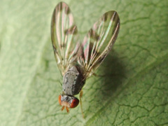 Palloptera umbellatarum