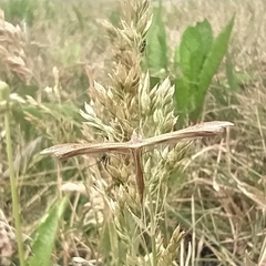 Stenoptilia pterodactyla