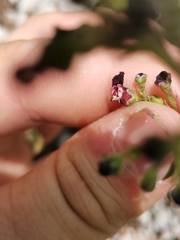 Scrophularia juratensis