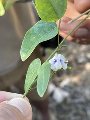 Decorsea schlechteri