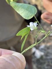Decorsea schlechteri