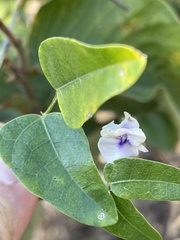 Decorsea schlechteri