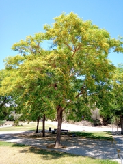 Tipuana tipu