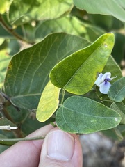 Decorsea schlechteri