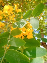 Tipuana tipu