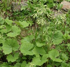 Petasites albus