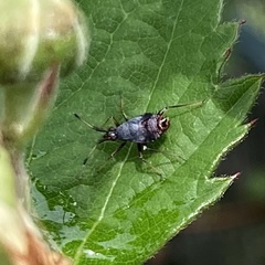 Deraeocoris ruber