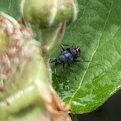 Deraeocoris ruber