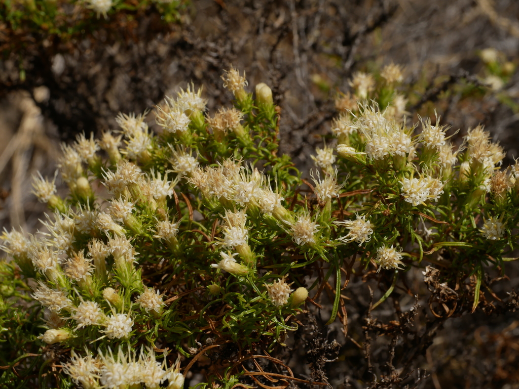 Columbian Goldenbush