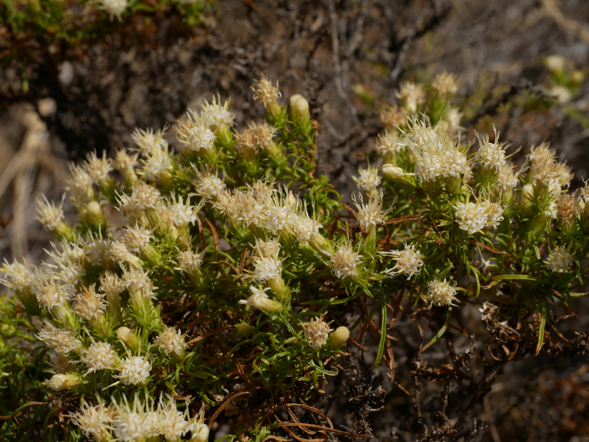 Ericameria resinosa