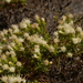 Columbian Goldenbush - Photo (c) Jacy Chen, some rights reserved (CC BY), uploaded by Jacy Chen