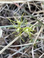 Fockea angustifolia