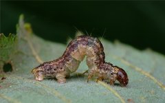 Hydriomena impluviata