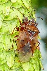 Kleidocerys resedae
