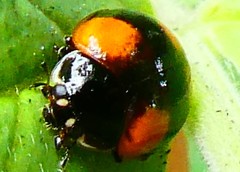 Adalia bipunctata