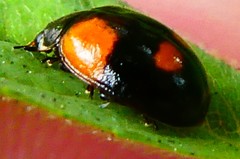 Adalia bipunctata