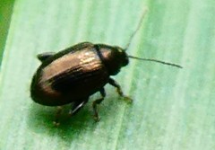 Coleoptera