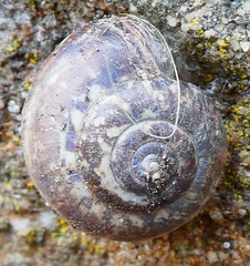Gastropoda