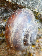 Gastropoda