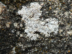 Lecanoromycetes