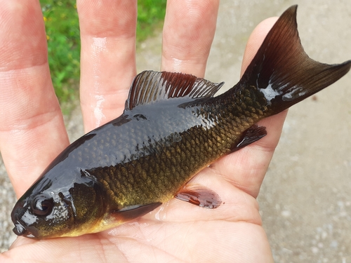 Crucian Carp, photo 9 of 10