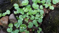 Hydrocotyle leucocephala