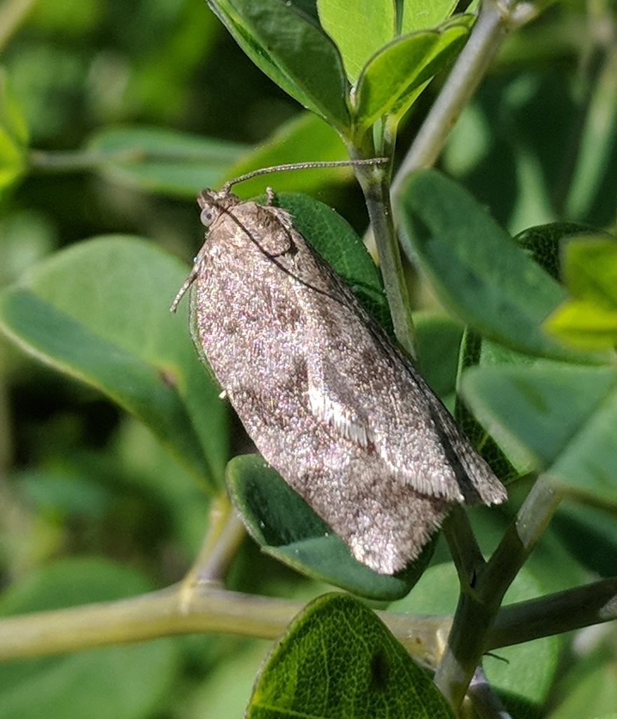 Tortricine Leafroller Moths from Edgartown, MA 02539, USA on June 17 ...