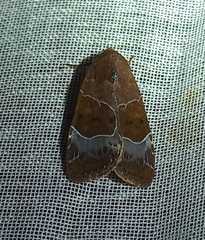 Hampsonodes mastoides