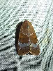 Hampsonodes mastoides