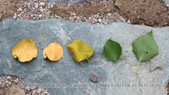 Polystigma deformans