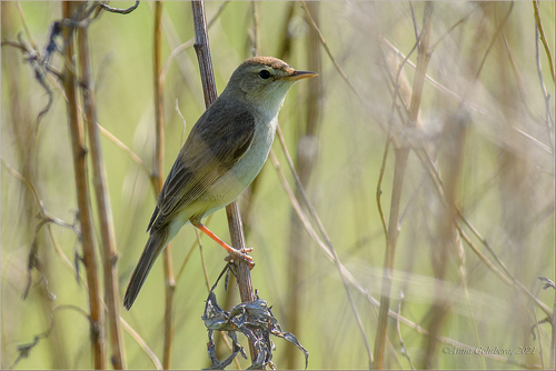Booted Warbler