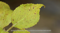 Polystigma deformans