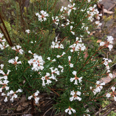 Acrothamnus melaleucoides