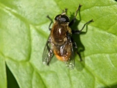 Merodon equestris