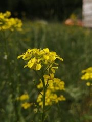 Bunias orientalis